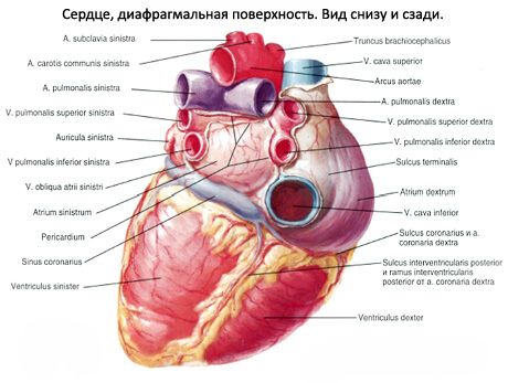 Širdis