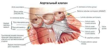 Širdis