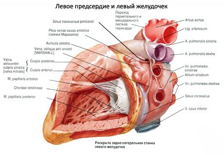 Širdis