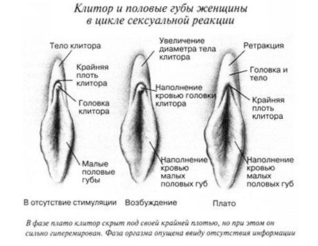 Klitoris Klitoris lytinių santykių metu
