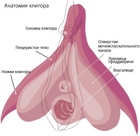 Klitoris Klitorio anatomija