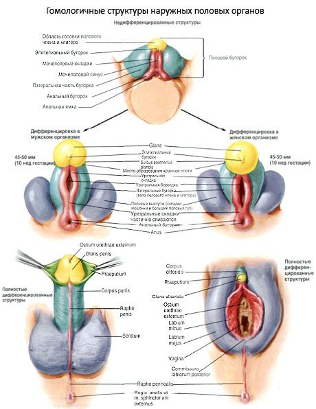 Klitoris Išorinių lytinių organų homologinės struktūros